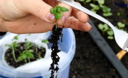 Easily and simply pick basil according to step-by-step instructions
