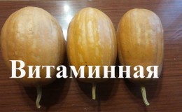One of the most popular varieties of pumpkin Vitamin: how to get a rich harvest of a healthy and tasty vegetable