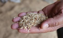 Composition and features of use of rice husk