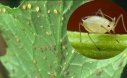 How to fight aphids on cucumbers: the best folk remedies
