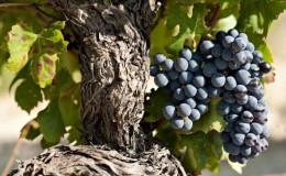 Heat-loving, high-yielding grape variety Garnacha (Grenache)