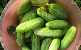 The best Dutch varieties of cucumbers for greenhouses and open ground