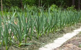 Onions and garlic in the same bed: is it possible to plant them together?
