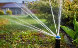 How much and how often to water apricots in summer: detailed instructions