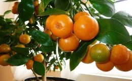 Reasons why tangerine leaves fall and methods of saving the plant