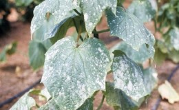 Why white spots appear on cucumber leaves and what to do to save the harvest