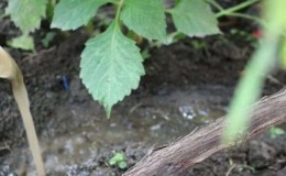 How to water and feed grapes in spring: instructions for beginners