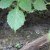 How to water and feed grapes in spring: instructions for beginners