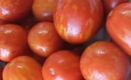 A striking representative of the new cocktail type is the Easter Egg tomato: a full review
