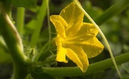 What to do with empty flowers on cucumbers in a greenhouse and how to prevent their appearance
