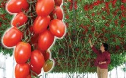 How to care for a tomato Sprut Slivka in open ground and greenhouse