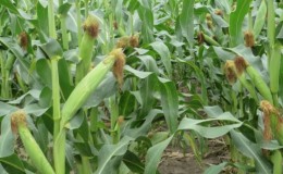 What is feed corn, how to distinguish it from food corn and where to use it