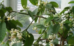 How and when does lemon bloom at home?