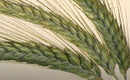 What is triticale, what does it look like and where is it used?