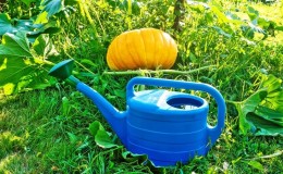 How to water a pumpkin in open ground: step-by-step instructions for beginner gardeners