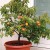 How to grow apricot from a seed in a pot at home