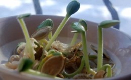 Pumpkin sprouts for seedlings and food at home: how to germinate pumpkin seeds and preserve them for a long time