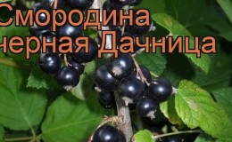 How to properly grow the blackcurrant variety Dacha and what are its pros and cons