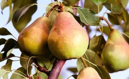 The best summer pear varieties: description and characteristics