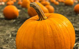 How to harvest in a timely manner: when to remove pumpkin from the garden in the middle zone