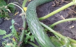 Mid-early hybrid of cucumbers. A real man with stable, strong bushes and large fruits.