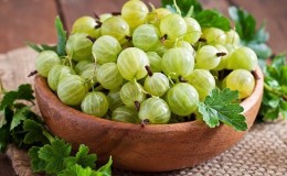 The best varieties and types of gooseberries