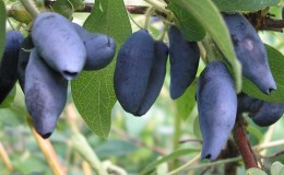 The largest honeysuckle, new varieties