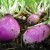 What is turnip, what does it look like, how does it grow and how to eat it correctly?