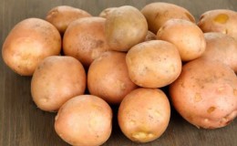 Late-ripening potato variety Cardinal is not afraid of sudden changes in weather