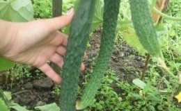Cucumber hybrid Emerald Stream for the most delicious salads