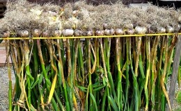 A practical guide to growing garlic in a greenhouse: techniques from experienced gardeners