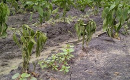 Why do the leaves of peppers in a greenhouse wither and what to do to save your harvest?