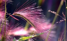 Growing and caring for maned barley and its use in landscape design