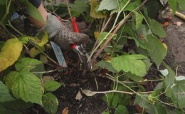 Features of caring for raspberries in the Moscow region: how to properly prepare for winter
