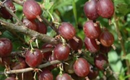 High-yielding, cold-resistant gooseberry variety Olavi (Hinnonmaen Punainen)