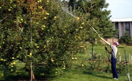 Feeding apple trees correctly in the fall: all the ways
