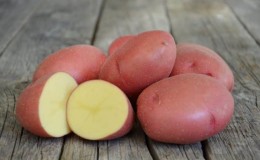 Early ripening potato variety Rosara for the northern regions