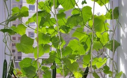 Step-by-step instructions for beginner vegetable growers: how to grow cucumbers on the balcony and get a harvest