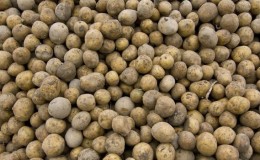 How to distinguish fodder potatoes from table varieties and what are their features