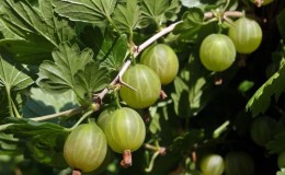 Tasty, large and rich in harvest gooseberry variety Ural grapes