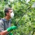 How and what to spray apple trees against pests in summer