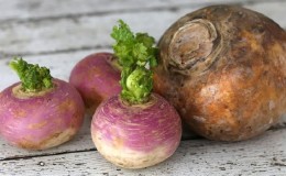 What is the difference between rutabaga and turnip