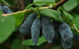 Large-fruited frost-resistant honeysuckle variety Kamchadalka