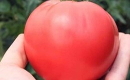 In what soil does the Rosemary tomato produce the highest yield and what else affects it?
