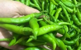 How to properly grow and use green chili peppers and to whom they are contraindicated