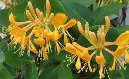 Decorative variety of Thälmann honeysuckle