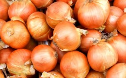 Early ripening winter onion hybrid Troy with a moderately pungent taste