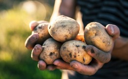 Early ripening potato variety Zorachka for fresh consumption