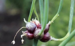 Features of planting and caring for two-tiered and multi-tiered onions
