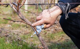When and how to prune grapes correctly in the fall and care for them after the procedure